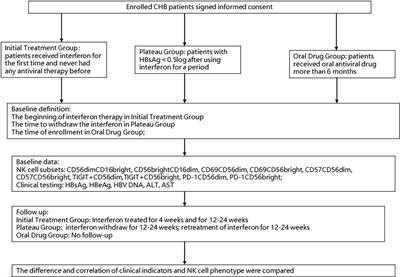 Changes of natural killer cells’ phenotype in patients with chronic hepatitis B in intermittent interferon therapy